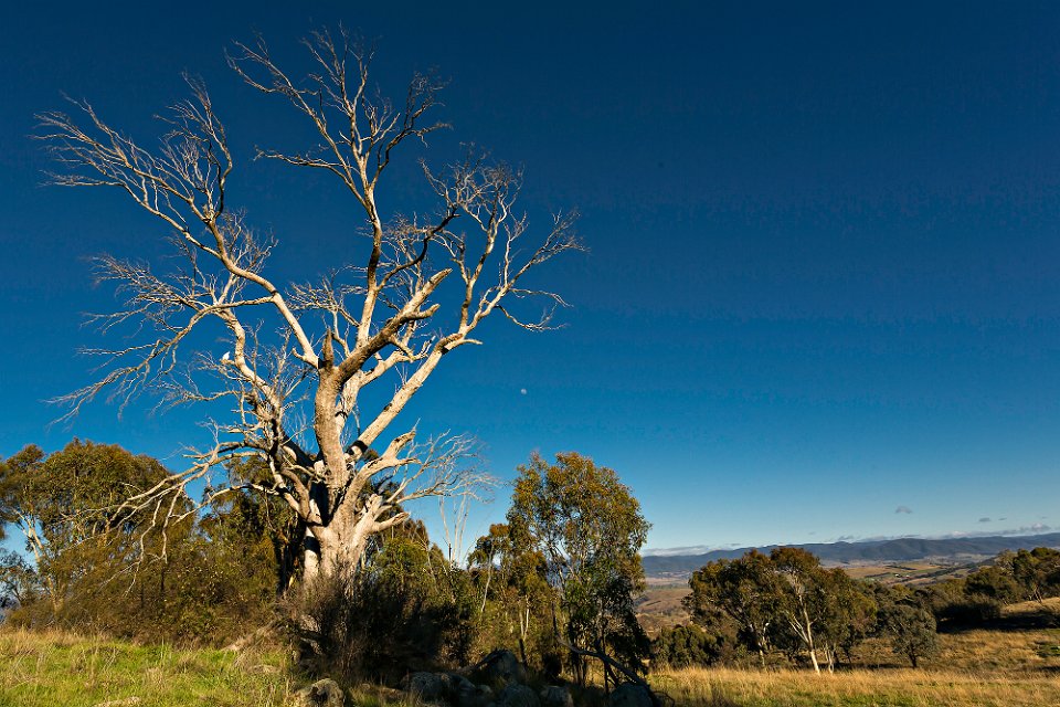 dead tree cockie moon